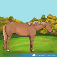 Horse Color:Chestnut  and Chestnut 