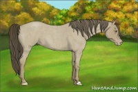 Horse Color:Classic Cream Champagne Roan 