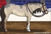 Horse Color:Liver Red Dun Roan 