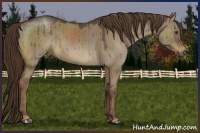 Horse Color:Liver Red Dun Roan 