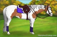 Horse Color:Bay Splash Tobiano