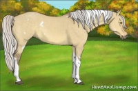 Horse Color:White Spotted Silver Buckskin Dun Tobiano