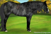 Horse Color:Black Ice Rabicano 
