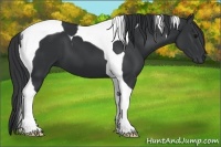 Horse Color:Black Tobiano