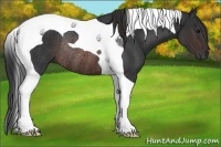 Horse Color:Brown Tobiano Rabicano 