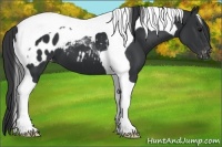 Horse Color:Black Tobiano Appaloosa 