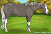 Horse Color:Silver Black Splash