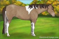 Horse Color:Classic Champagne Tobiano 