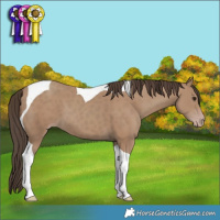 Horse Color:Classic Champagne Tobiano 