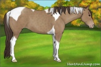 Horse Color:Classic Champagne Tobiano 