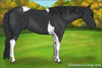 Horse Color:Black Tobiano