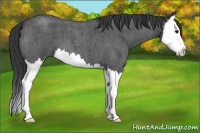 Horse Color:Blue Roan Splash