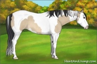 Horse Color:Bay Roan Dun Splash Tobiano