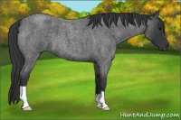 Horse Color:Blue Roan 