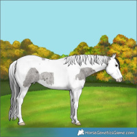 Horse Color:Grullo Roan Splash Tobiano 