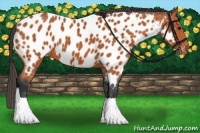 Horse Color:Bay Appaloosa