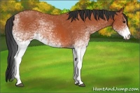 Horse Color:White Spotted Bay