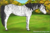 Horse Color:White Spotted Blue Roan Rabicano  and White Spotted Blue Roan Rabicano 