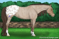 Horse Color:Classic Champagne Roan Appaloosa 