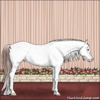 Horse Color:White Spotted Sable Champagne Roan Appaloosa