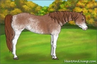 Horse Color:White Spotted Red Roan 