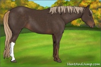 Horse Color:Liver Chestnut 