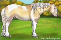 Horse Color:Gray Silver Amber Cream Champagne Roan Onyx Splash Tobiano Frame Appaloosa Rabicano