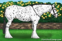 Horse Color:Black Appaloosa