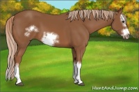 Horse Color:Chestnut Splash Frame