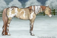 Horse Color:White Spotted Liver Red Dun 