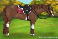 Horse Color:White Spotted Chestnut 