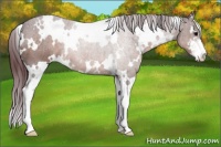 Horse Color:White Spotted Chocolate Brown Sabino