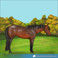 Horse Color:Bay 