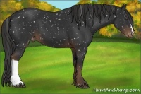 Horse Color:Liver Chestnut Appaloosa 