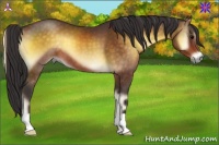 Horse Color:Buckskin Onyx