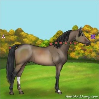Horse Color:Brown Dun 