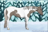 Horse Color:Silver Grullo Tobiano