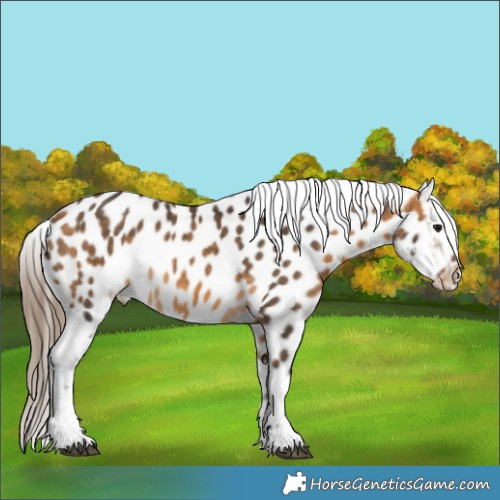 Horse Color:Buckskin Appaloosa 