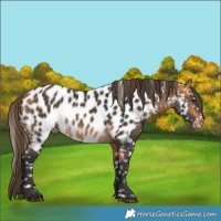 Horse Color:Buckskin Near Leopard 