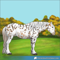 Horse Color:Buckskin Appaloosa 