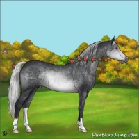 Horse Color:Silver Brown Chinchilla
