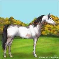 Horse Color:Bay Ice Frame 