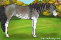 Horse Color:White Spotted Grullo