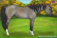 Horse Color:Grullo 
