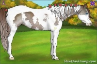 Horse Color:Liver Chestnut Splash Tobiano 