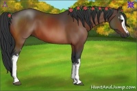 Horse Color:White Spotted Brown 
