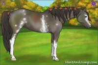 Horse Color:White Spotted Smoky Black