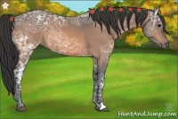 Horse Color:Buckskin Ice 