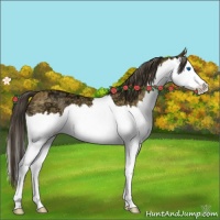 Horse Color:Buckskin Ice Roan Splash 