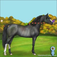 Horse Color:Black Rabicano 